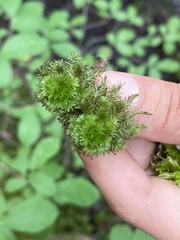 Sphagnum strictum