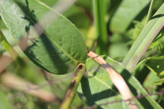 Silphium asteriscus latifolium