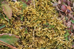 Pleurozium schreberi