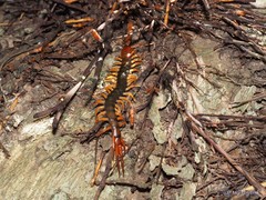 Scolopendra multidens