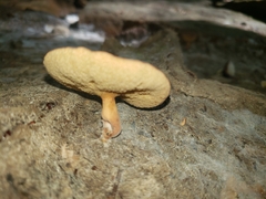 Boletellus chrysenteroides