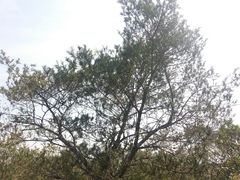 Podocarpus lambertii