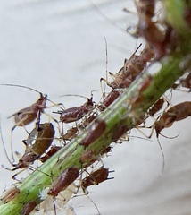 Macrosiphum rosae