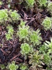 Sphagnum strictum