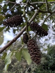 Alnus acuminata