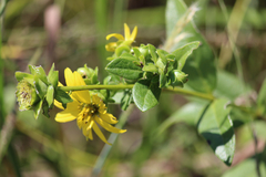 Silphium asteriscus latifolium