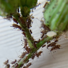 Macrosiphum rosae