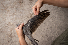 Caprimulgus europaeus