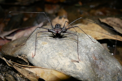 Amblypygi