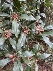 Tasmannia insipida