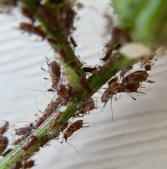 Macrosiphum rosae