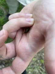 Tettigidea lateralis