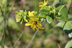 Silphium asteriscus latifolium