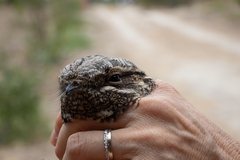 Caprimulgus europaeus