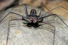 Amblypygi