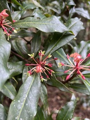 Tasmannia insipida