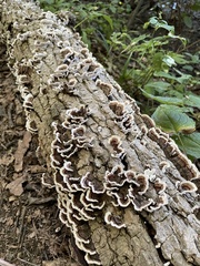 Stereum gausapatum