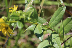Silphium asteriscus latifolium