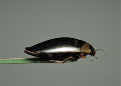 Hydaticus transversalis