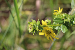 Silphium asteriscus latifolium
