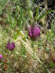 Trifolium purpureum