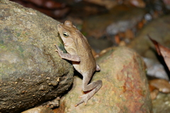 Rhinella alata