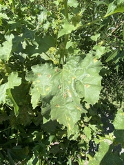 Xanthium orientale
