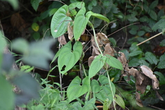 Dioscorea
