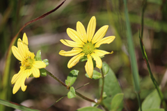 Silphium asteriscus latifolium