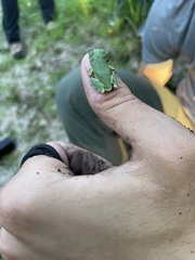 Hyla