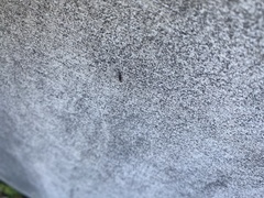 Brachyponera chinensis