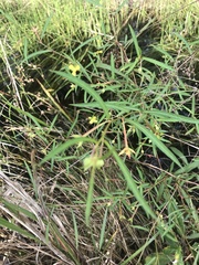 Ludwigia linearis