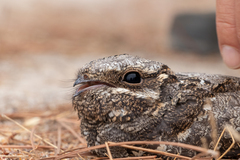 Caprimulgus europaeus