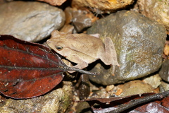 Rhinella alata