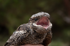 Caprimulgus europaeus