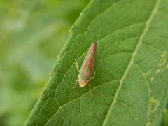Graphocephala