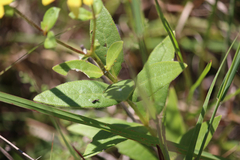 Silphium asteriscus latifolium