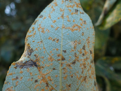 Melampsora occidentalis