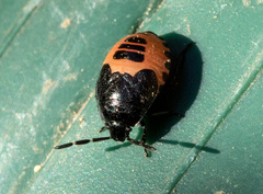 Sehirus cinctus