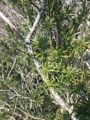 Podocarpus lambertii