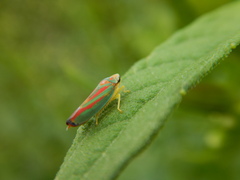 Graphocephala