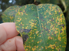 Melampsora occidentalis