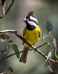 Falcunculus frontatus