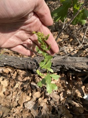 Solidago radula