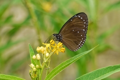 Euploea tulliolus koxinga