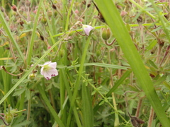 Geranium brasiliense