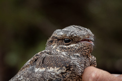 Caprimulgus europaeus
