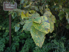 Melampsora occidentalis