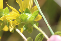 Silphium asteriscus latifolium