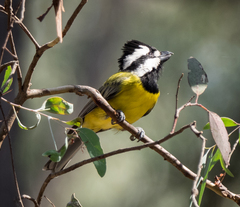 Falcunculus frontatus